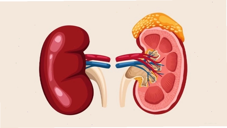 Ảnh minh họa bệnh lý thận là nguyên nhân hàng đầu gây tăng kali máu