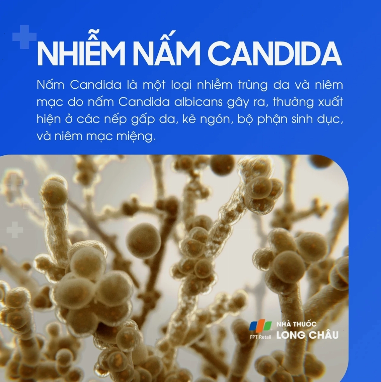 Ảnh minh họa vi sinh vật nấm Candida albicans gây bệnh nhiễm trùng da và niêm mạc