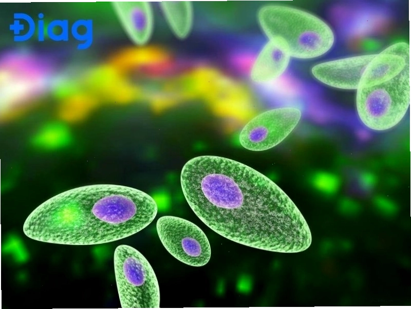 Bác sĩ giải thích về kết quả xét nghiệm huyết thanh học Toxoplasma
