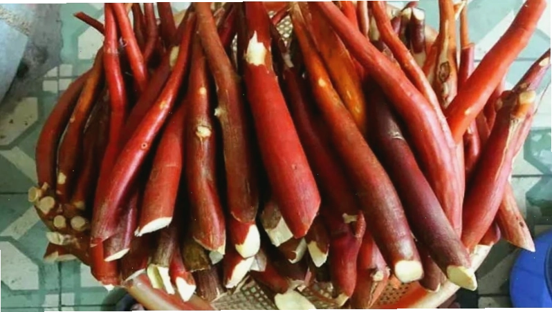 Bài thuốc Đông y từ sâm cau