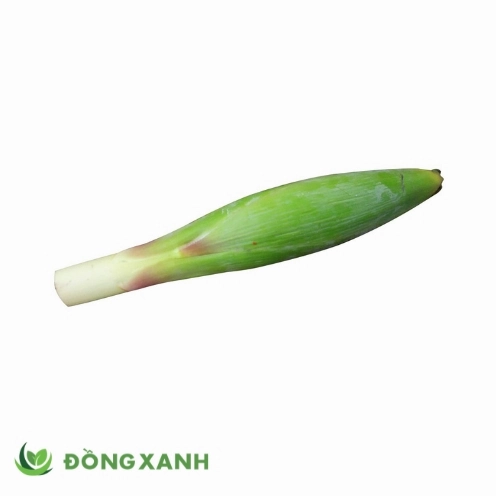 Bắp chuối hột trị bệnh gì và những công dụng tuyệt vời cho sức khỏe