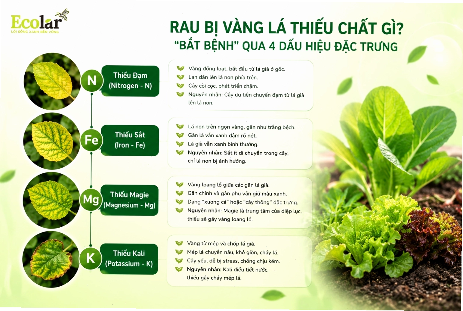 Bắt bệnh rau vàng lá qua dấu hiệu đặc trưng