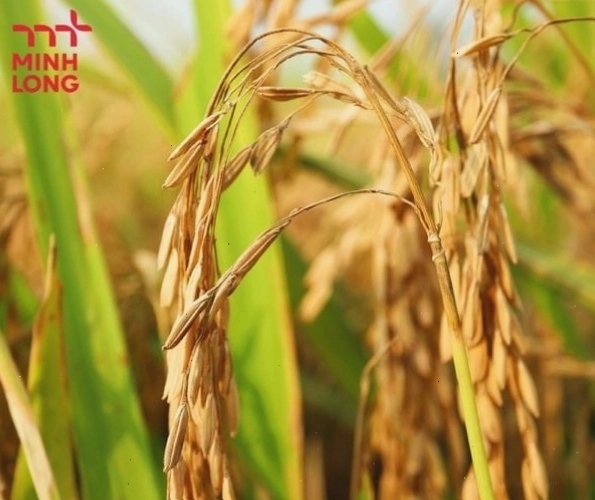 Bệnh đạo ôn cổ bông gây bạc lá