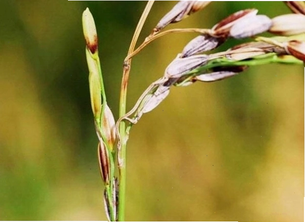 Bệnh đạo ôn trên nhánh gié lúa