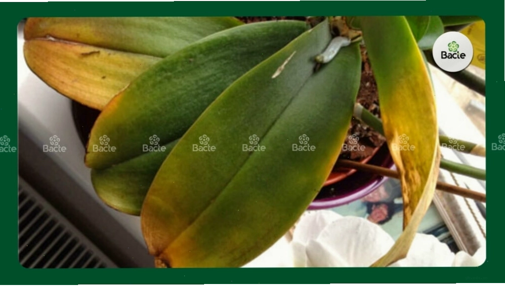 Bệnh thán thư trên hoa lan