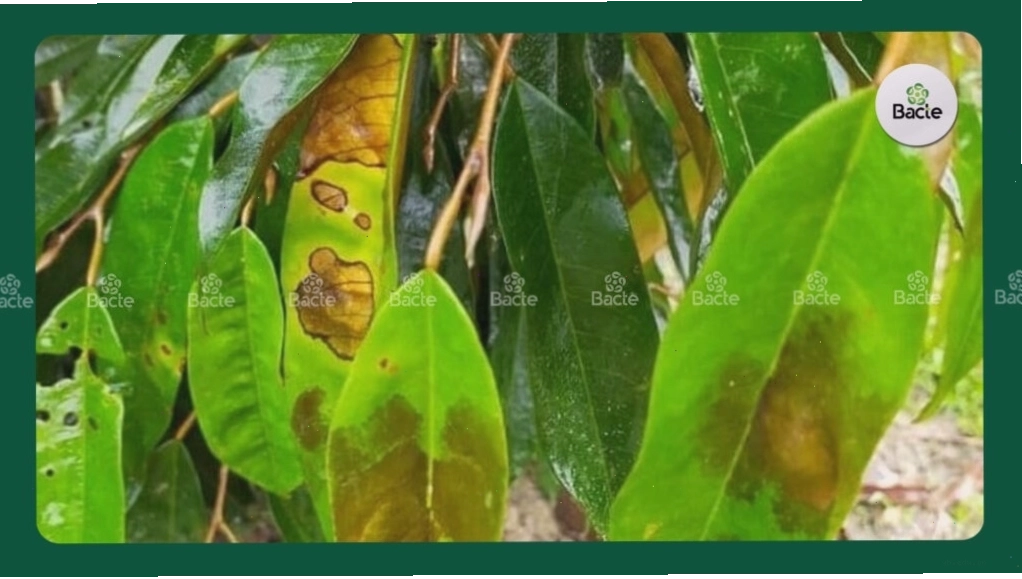 Bệnh thán thư trên sầu riêng
