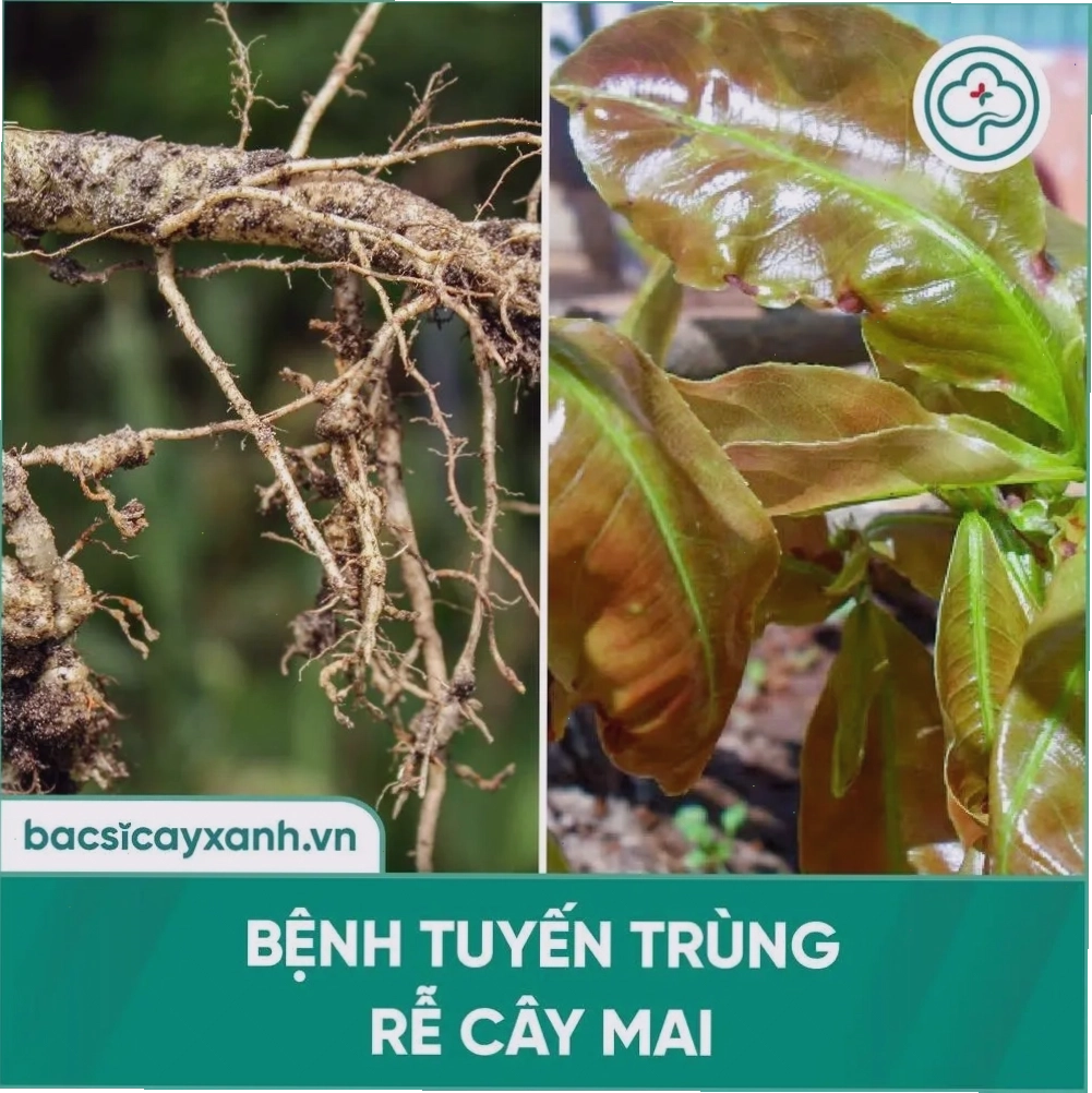Bệnh tuyến trùng rễ mai vàng