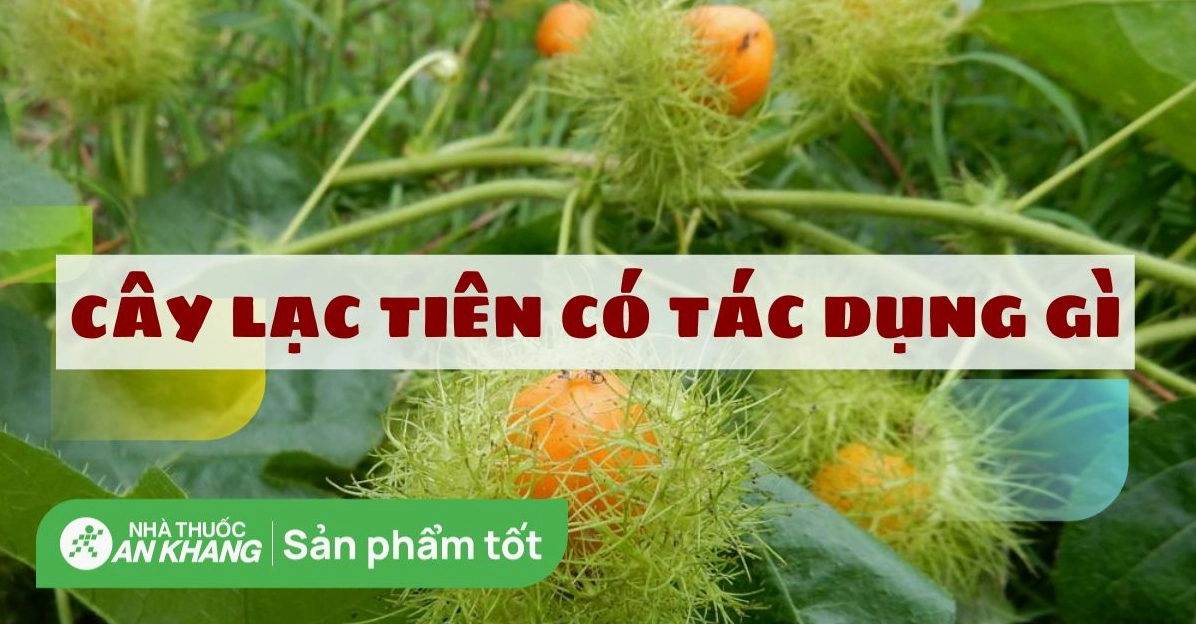 Bí ẩn về dây chùm bao trị bệnh gì và những công dụng trong y học