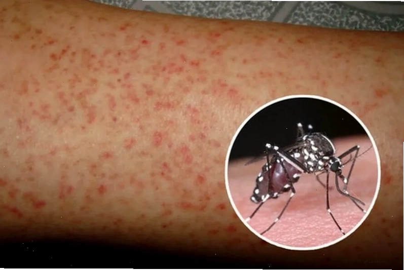 Biểu đồ minh họa virus sốt xuất huyết