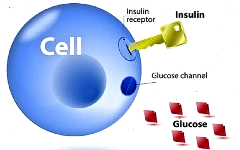 Biểu đồ nguyên nhân gây tăng insulin máu