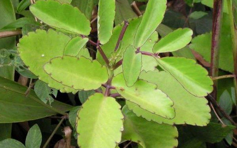 Bông tha la trị bệnh gì và những công dụng sức khỏe cần biết