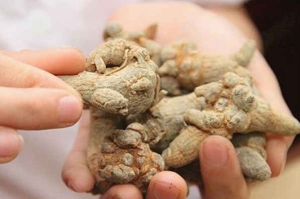 Bột tam thất chữa bệnh gì và những công dụng tuyệt vời cho sức khỏe