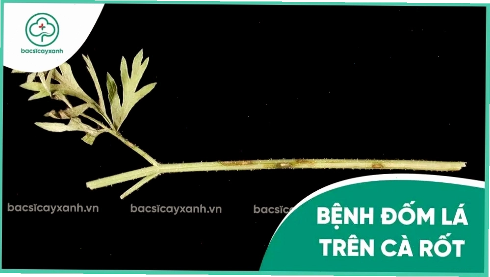Cà rốt cầu vồng trong điều kiện trồng trọt tự nhiên
