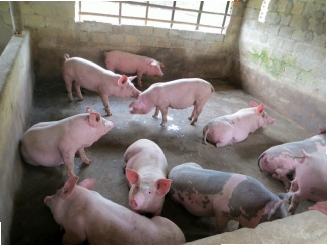 Các biện pháp phòng bệnh phó thương hàn