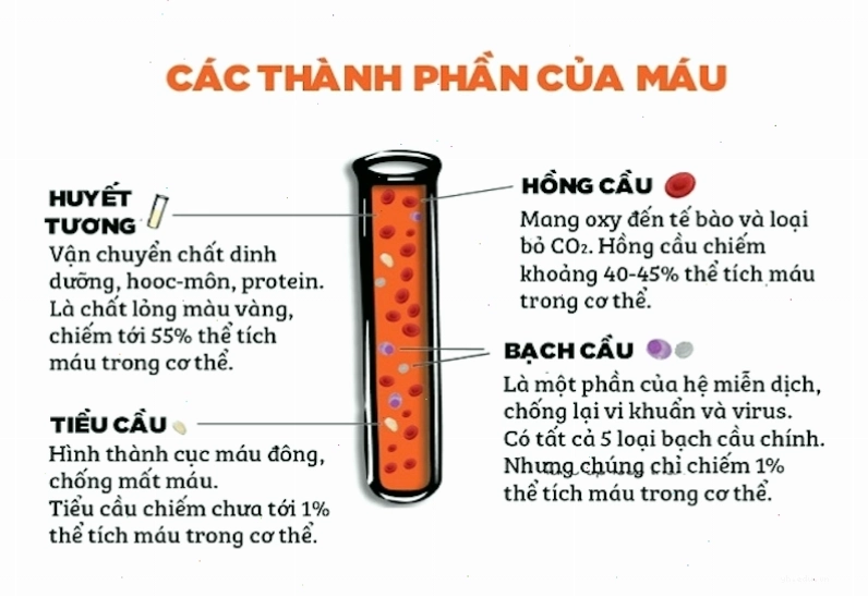 Các thành phần của máu trong cơ thể người