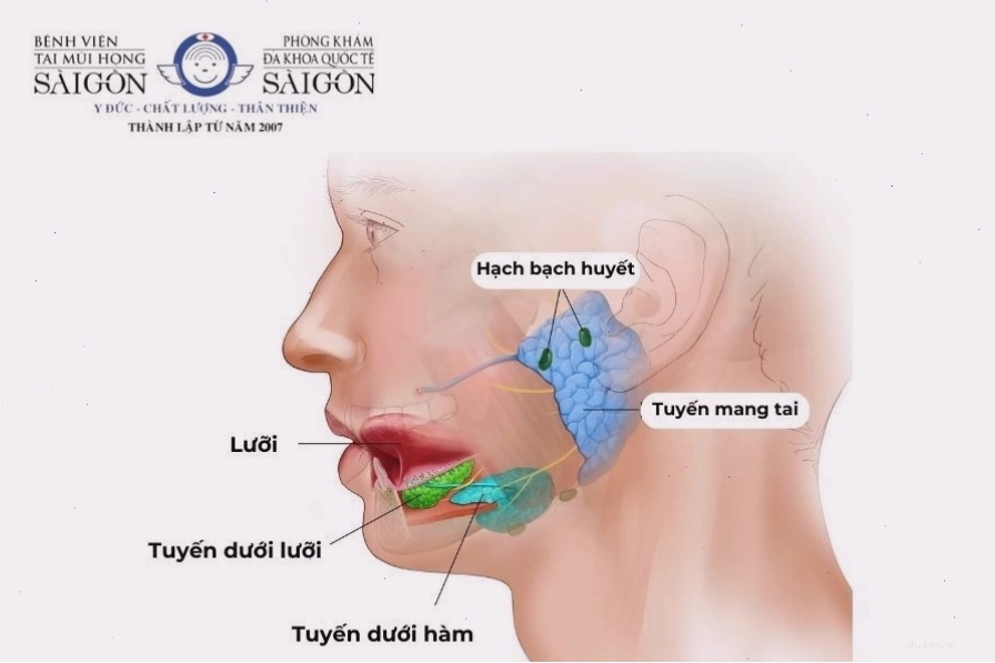 Các tuyến nước bọt ở người