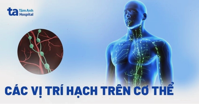 Các vị trí hạch trên cơ thể