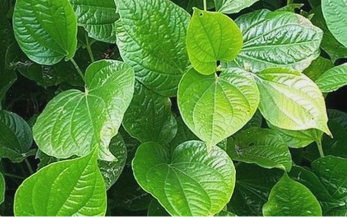 Cách chữa bệnh đổ mồ hôi chân tay bằng lá lốt