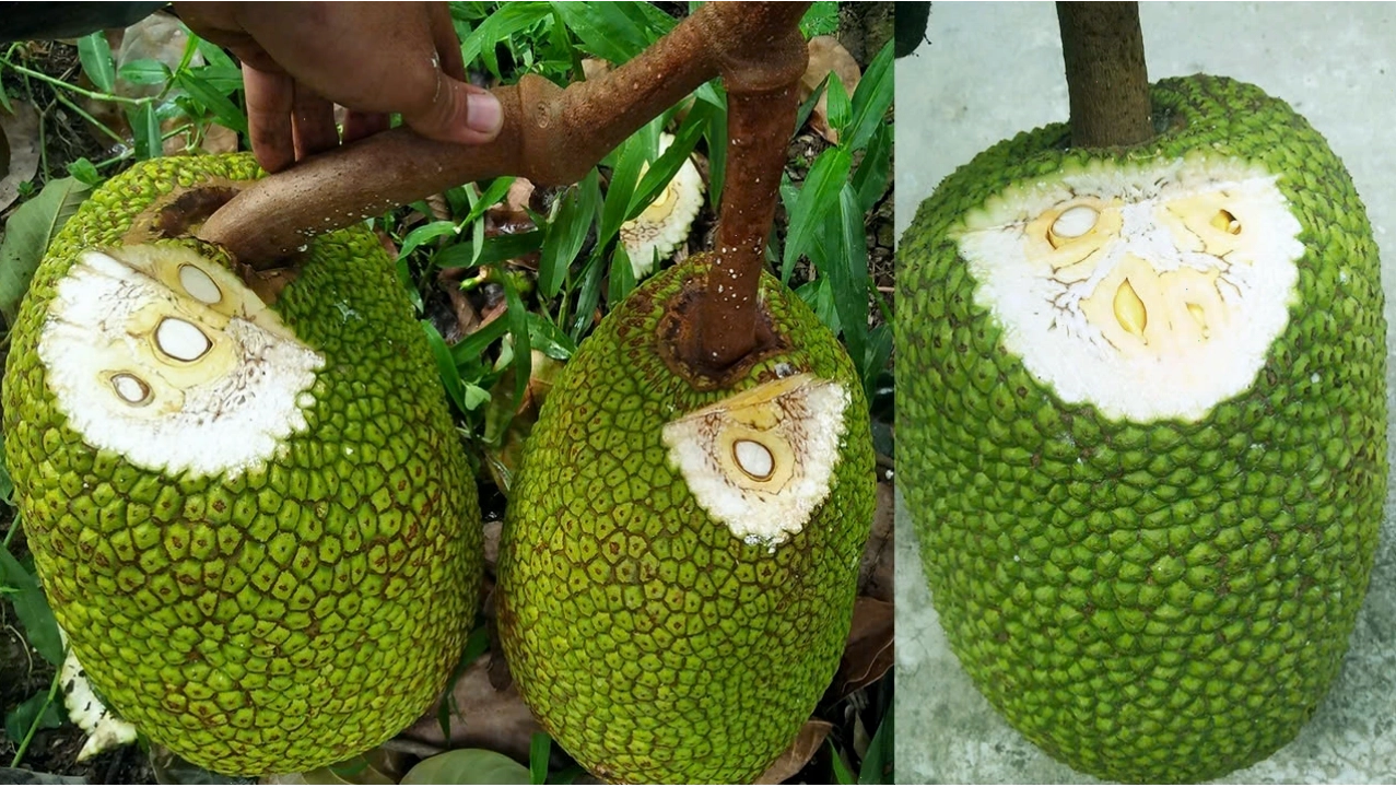Cách ngăn ngừa mít bị xơ đen
