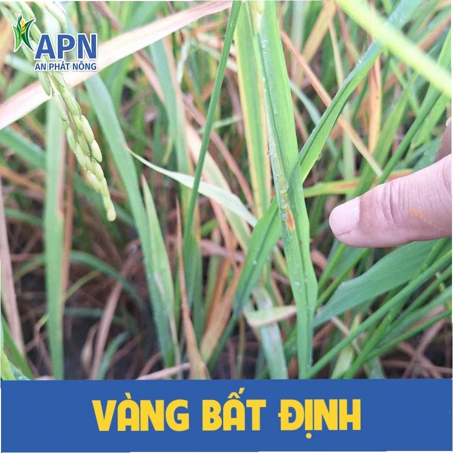 Cán bộ kỹ thuật kiểm tra tình trạng lúa trên đồng ruộng