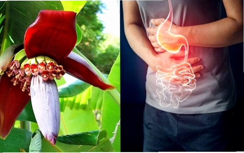 Cận cảnh hoa chuối tươi