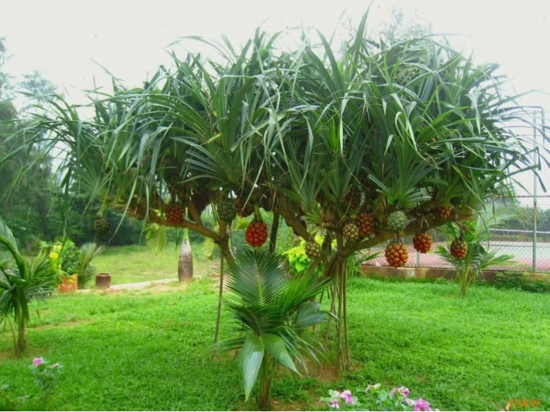 Cẩn trọng khi dùng dược liệu