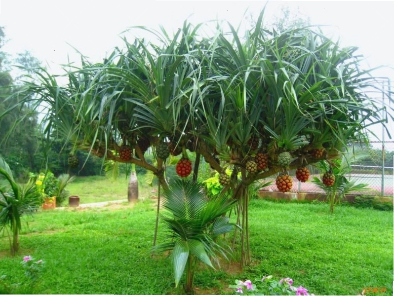 Cẩn trọng với những biến chứng nếu dùng sai bài thuốc