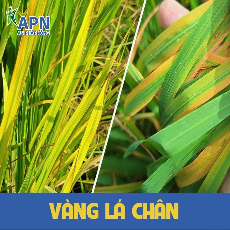 Cánh đồng lúa khỏe mạnh nhờ chăm sóc tốt