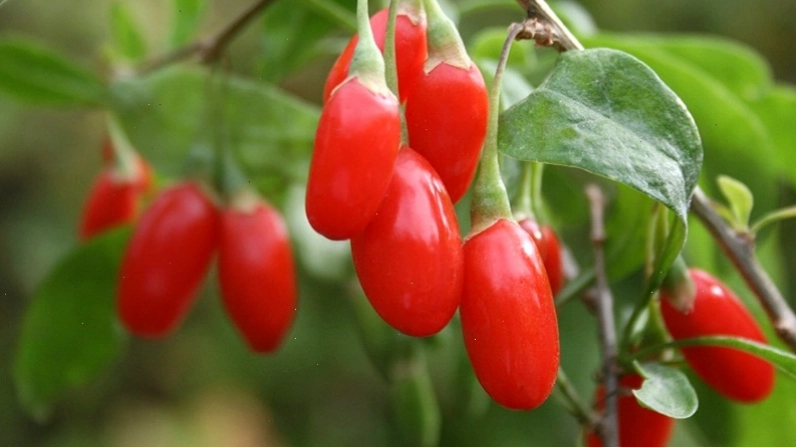 Câu kỷ tử trên cành