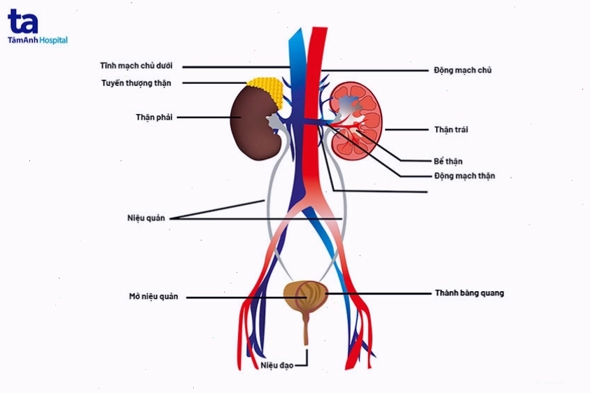 Cấu tạo chi tiết hệ tiết niệu ở người