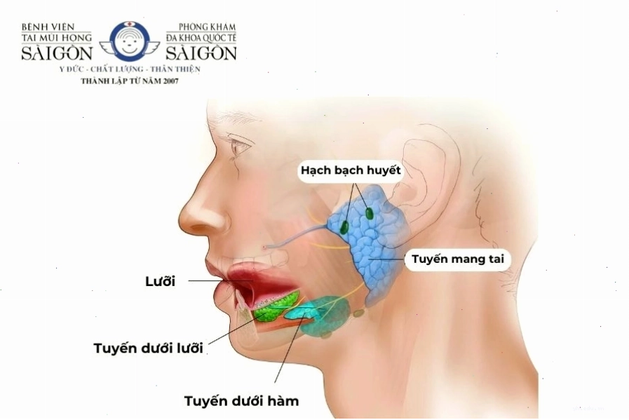 Cấu tạo giải phẫu các tuyến nước bọt ở người