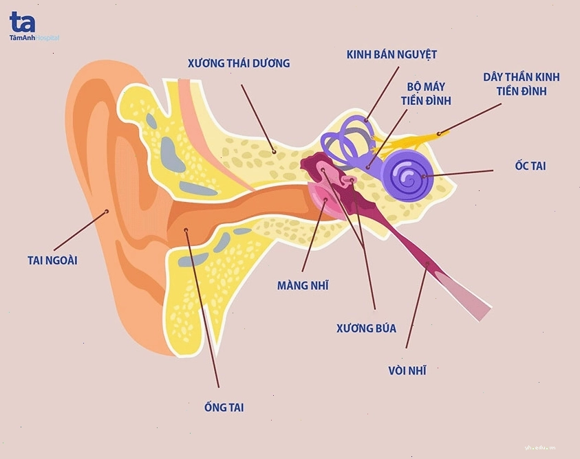 Cấu tạo giải phẫu cơ quan tiền đình trong tai trong