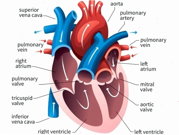 Cấu trúc buồng tim và dòng máu lưu thông bình thường trong cơ thể
