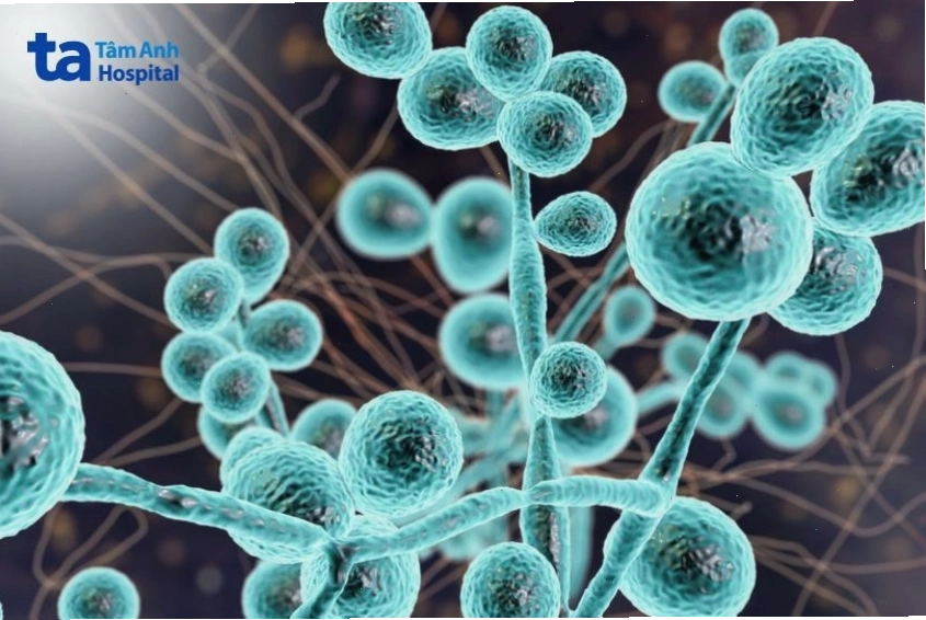 Cấu trúc tế bào nấm Candida Albicans dưới kính hiển vi