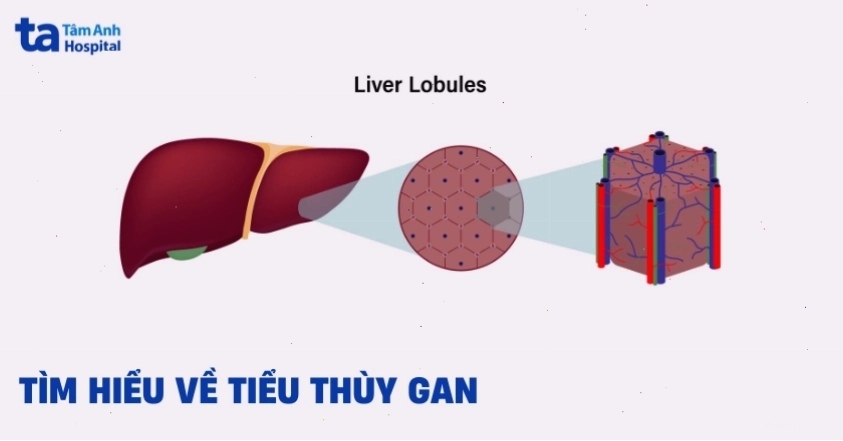 Cấu trúc tiểu thùy gan trong cơ thể