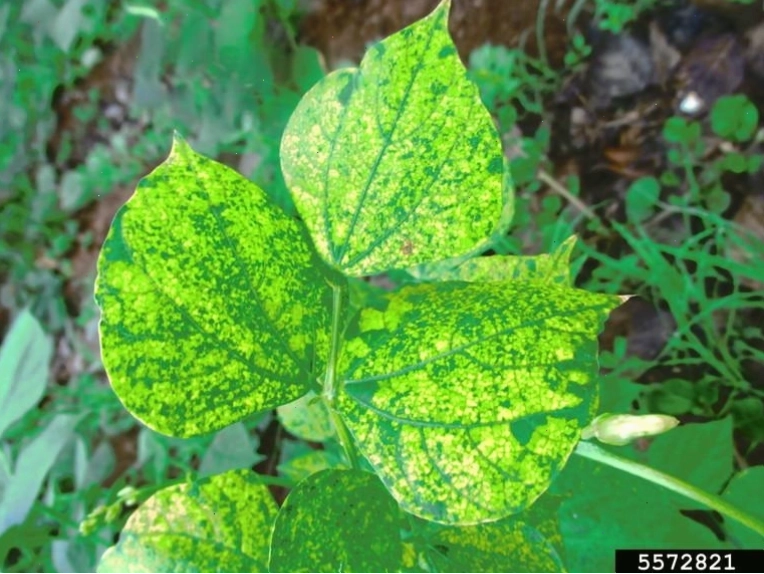 Cấu trúc virus bymv gây bệnh
