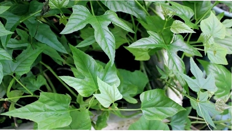 Cây chìa vôi ưa sáng chịu hạn