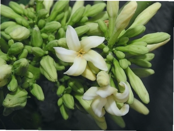 Cây đu đủ và hoa đu đủ đực trong tự nhiên