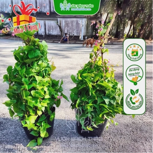 Cây hoa Tigon với vẻ đẹp đặc trưng
