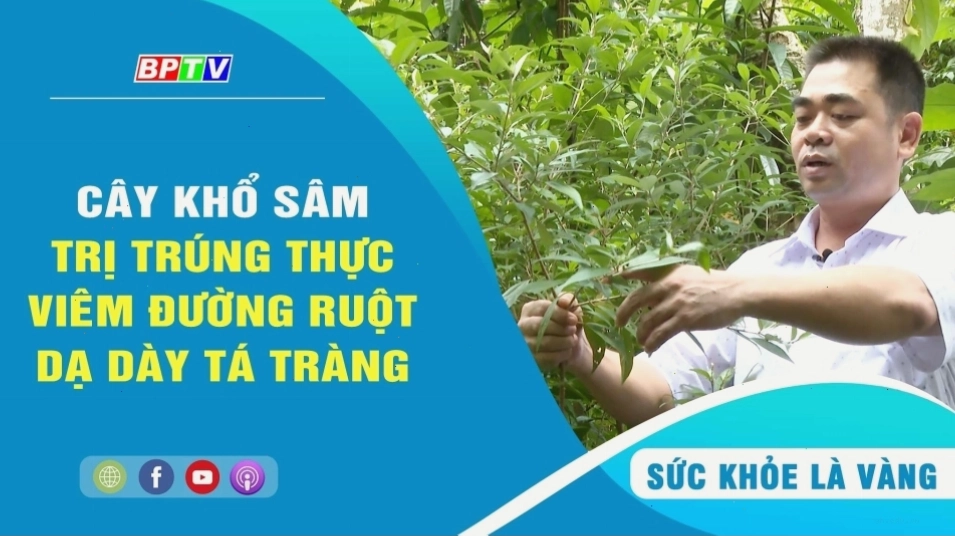 Cây khổ sâm hỗ trợ điều trị các bệnh lý viêm đường ruột và dạ dày