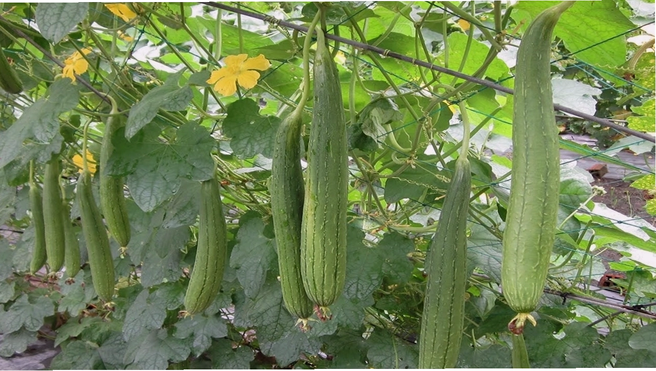 Cây mướp hương trong giai đoạn phát triển