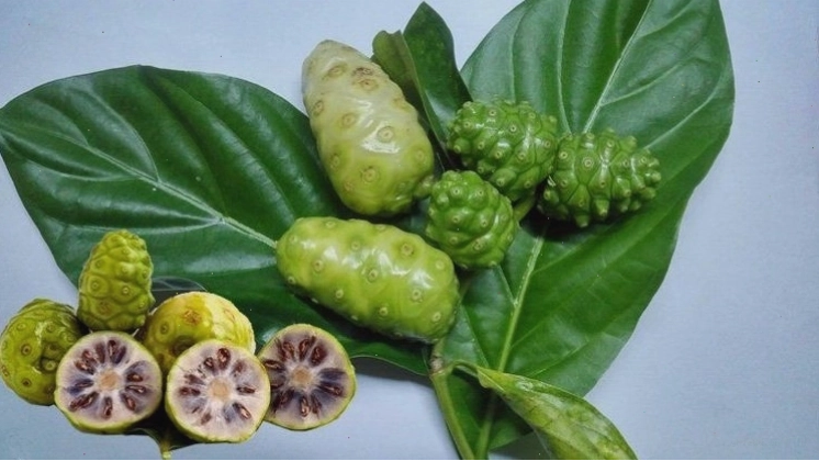 Cây nhàu giúp hỗ trợ điều trị các bệnh lý thông thường