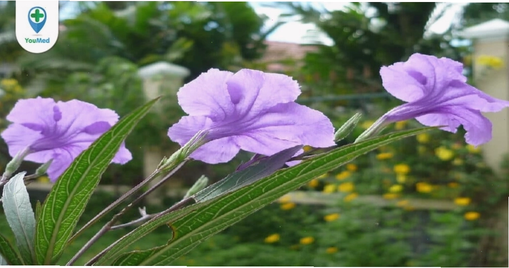 Cây nổ dược liệu quý