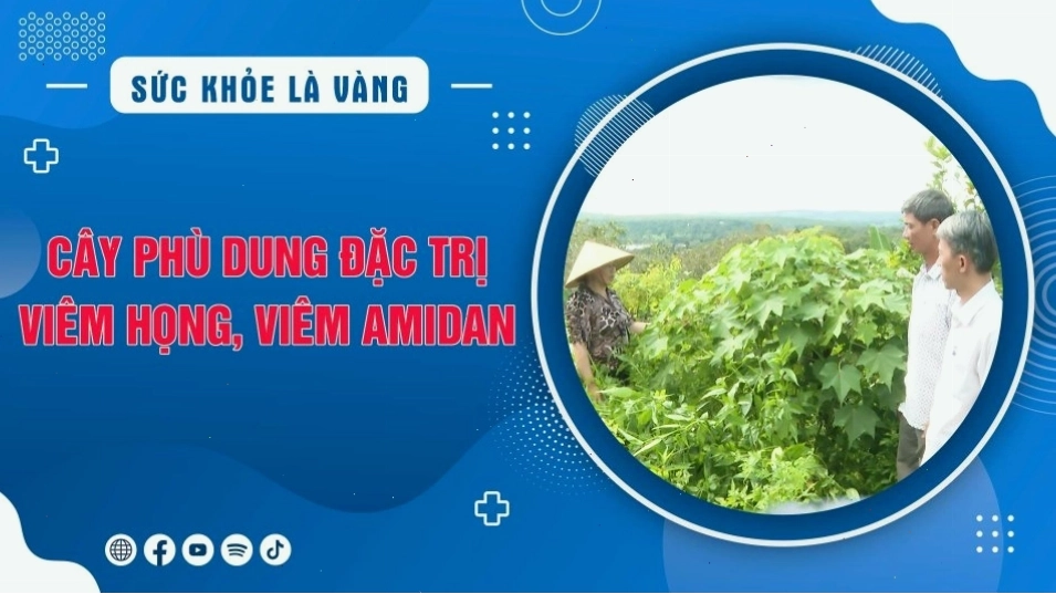 Cây phù dung hỗ trợ điều trị viêm họng và viêm amidan