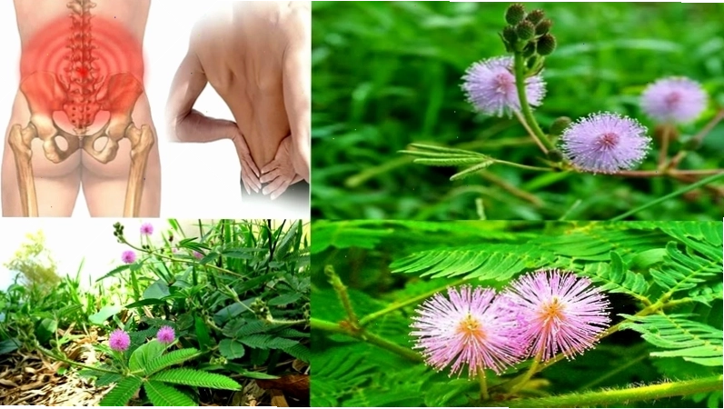 Cây xấu hổ chữa bệnh gì là thắc mắc của nhiều bệnh nhân
