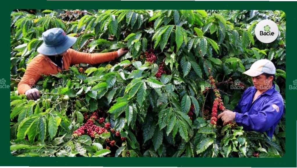 Chăm sóc cây sau thu hoạch để ngừa bệnh