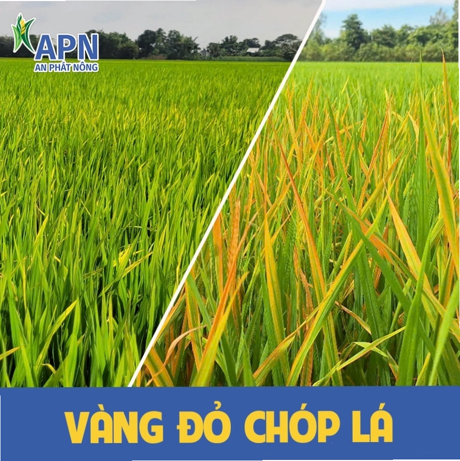 Chăm sóc lúa theo mô hình bền vững