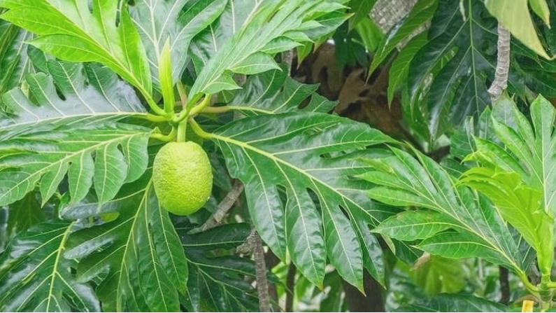 Chất xơ trong sa kê tốt cho hệ tiêu hóa