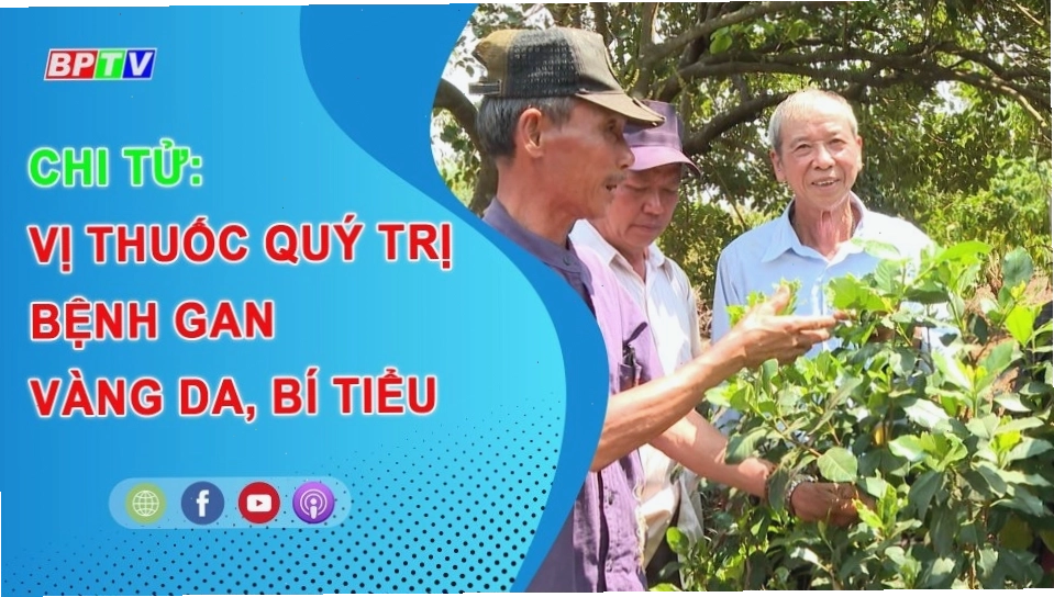 Chi tử là vị thuốc quý cho bệnh gan và vàng da