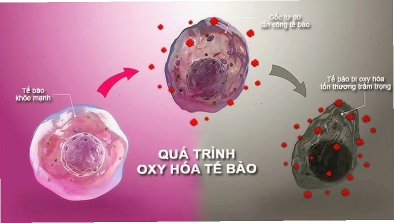 Chiết xuất từ lá và rễ cây sâm cau